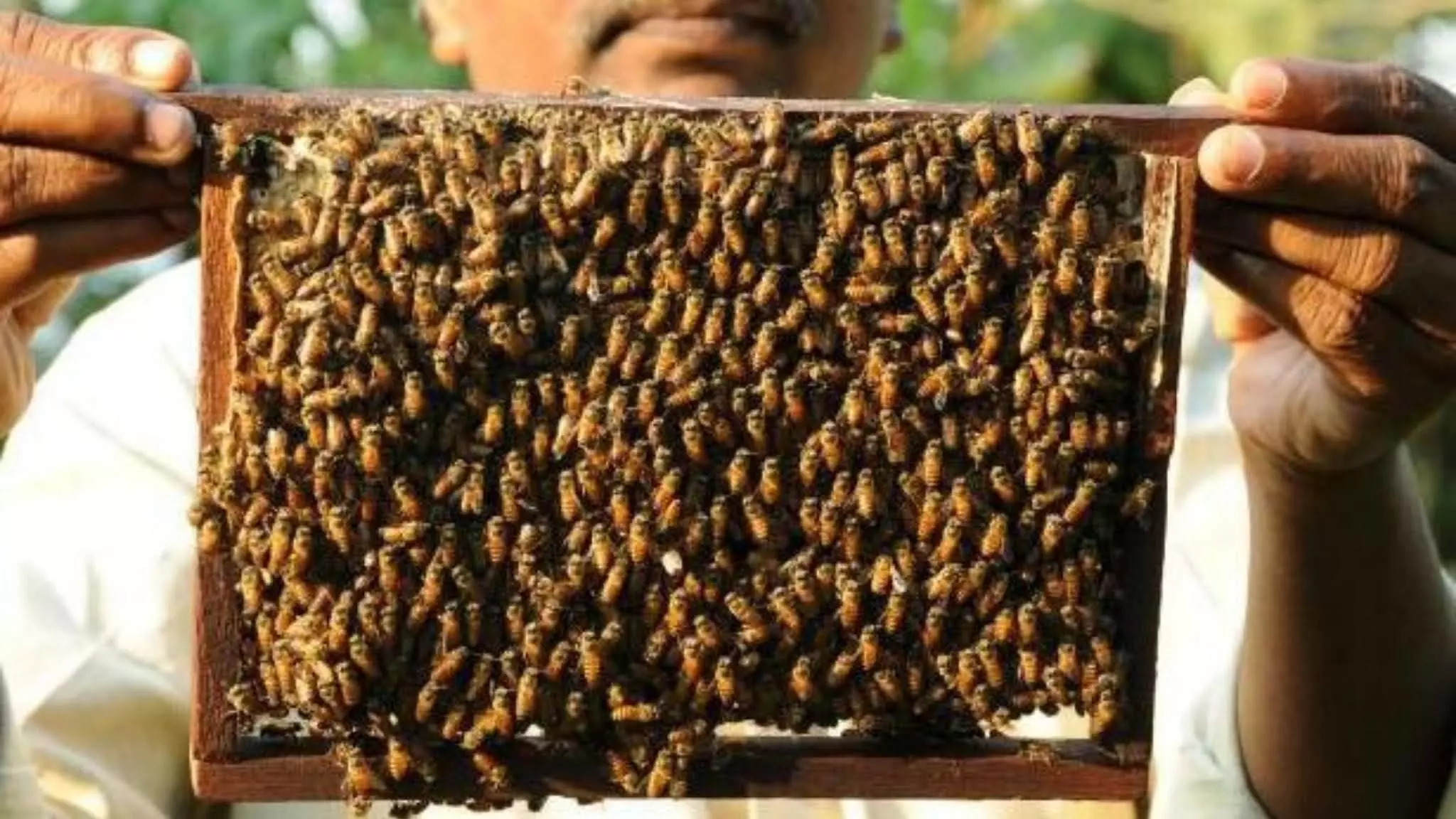 ऑस्ट्रेलिया में मधुमक्खिया लॉकडाउन की शिकार
