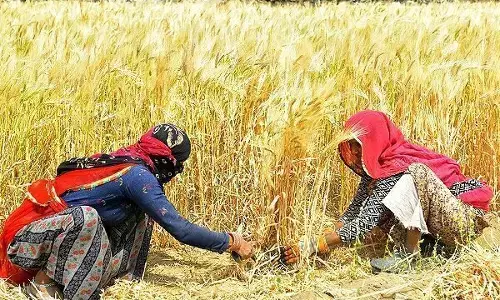 गेंहू की कीमतों में अचानक आई बड़ी कमी, सुनकर किसानों के उड़े होश