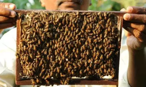 ऑस्ट्रेलिया में मधुमक्खिया लॉकडाउन की शिकार ऑस्ट्रेलिया में मधुमक्खिया लॉकडाउन की शिकार