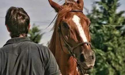 युवक ने घोड़े का किया था रेप फिर CCTV से हुआ खुलासा, अब 10 साल की हुई जेल युवक ने घोड़े का किया था रेप फिर CCTV से हुआ खुलासा, अब 10 साल की हुई जेल