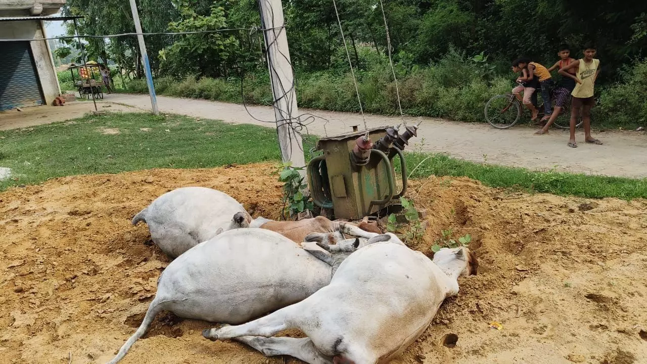 बिजली विभाग की बड़ी लापरवाही, जमीन में रखें ट्रांसफार्मर से चिपक जाने से 5 गायों की मौत बिजली विभाग की बड़ी लापरवाही, जमीन में रखें ट्रांसफार्मर से चिपक जाने से 5 गायों की मौत