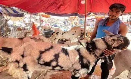11-11 लाख रुपये में सलमान और शाहरुख बचा है सिर्फ सुल्तान, दो साल के बाद लौटी रौनक बकरीद पर 11-11 लाख रुपये में सलमान और शाहरुख बचा है सिर्फ सुल्तान, दो साल के बाद लौटी रौनक बकरीद पर