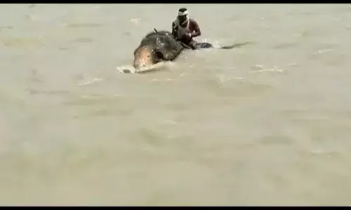 Bihar News- खतरनाक लहरों के बीच हाथी ने दिखाई वफादारी, गंगा की उफनती लहरों से बचा लाया अपना महावत, देखें VIDEO Bihar News- खतरनाक लहरों के बीच हाथी ने दिखाई वफादारी, गंगा की उफनती लहरों से बचा लाया अपना महावत, देखें VIDEO
