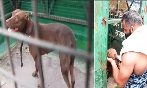 जिस कुत्ते ने मां को मारा उसे छोड़ने को तैयार ना था बेटा और फिर .. जिस कुत्ते ने मां को मारा उसे छोड़ने को तैयार ना था बेटा और फिर ..