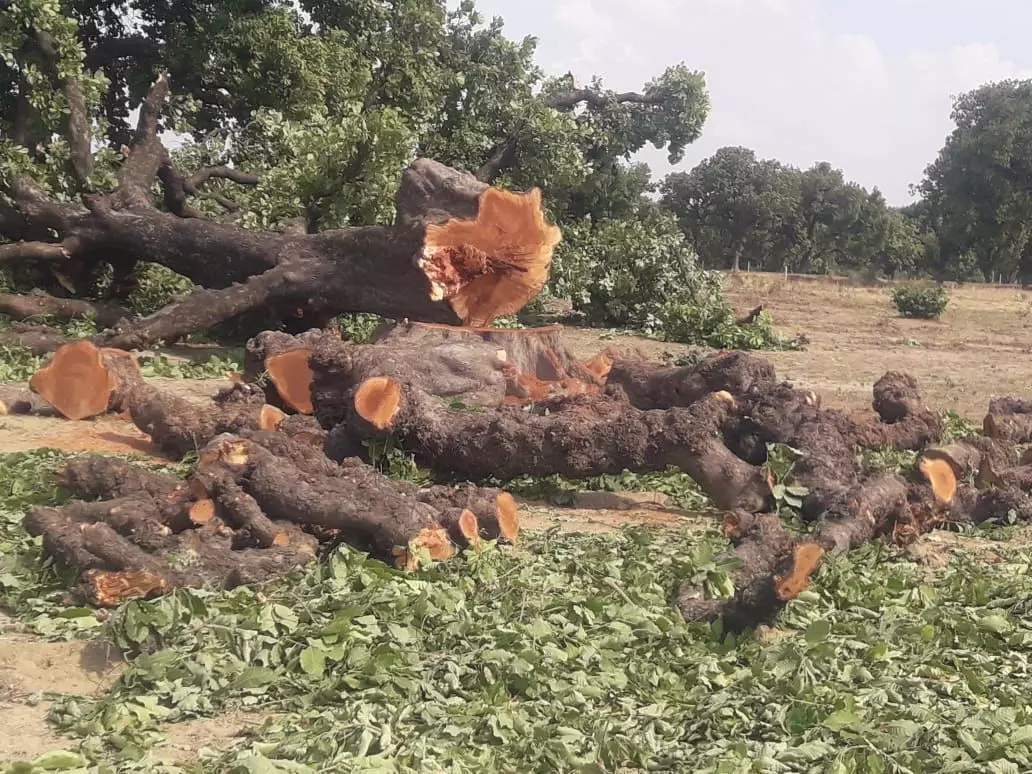 फलदार महुवा का हरा पेड़ माफिया ने किया धराशाही फलदार महुवा का हरा पेड़ माफिया ने किया धराशाही