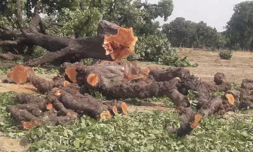 फलदार महुवा का हरा पेड़ माफिया ने किया धराशाही फलदार महुवा का हरा पेड़ माफिया ने किया धराशाही
