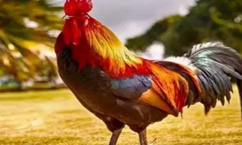 मुर्गा मरा तो अंतिम संस्कार व तेरहवीं हुई, मालिक ने 500 लोगों को कराया भोज; जानें क्यों था इतना खास मुर्गा मरा तो अंतिम संस्कार व तेरहवीं हुई, मालिक ने 500 लोगों को कराया भोज; जानें क्यों था इतना खास