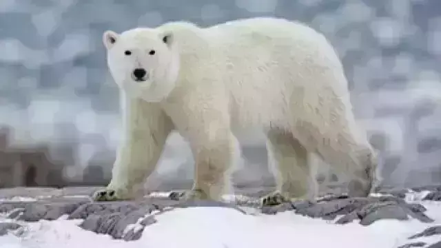 मादा भालू जब दर दर पहुंची मदद मांगने