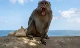 जापान के शहर यामागोची पर बंदरों का आतंक