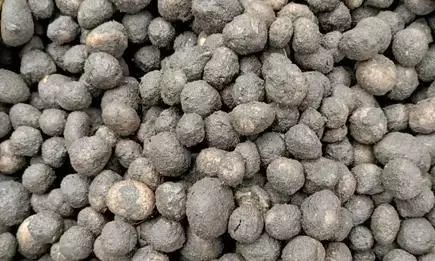 मटन से भी मंहगी है यह जंगली सब्जी, जानें क्यों दीवाने हैं लोग? मटन से भी मंहगी है यह जंगली सब्जी, जानें क्यों दीवाने हैं लोग?