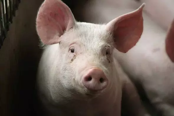 भारी संख्या में सूअरों की मौत के बाद जिला प्रशासन ने सुअर के गोश्त की बिक्री पर लगाई पाबंदी