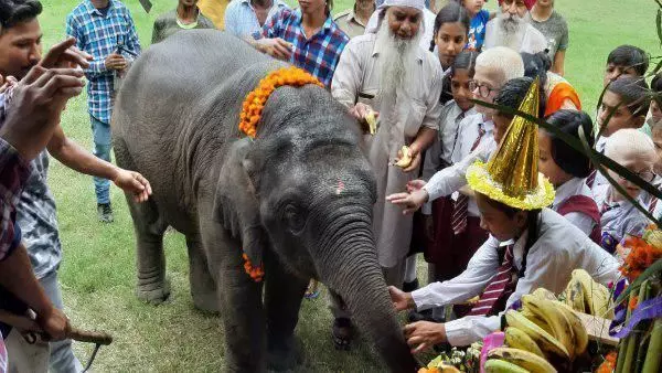 वन कर्मियों ने बडे धूमधाम से मनाया हाथी जन्मदिन ।