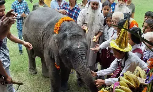 वन कर्मियों ने बडे धूमधाम से मनाया हाथी जन्मदिन । वन कर्मियों ने बडे धूमधाम से मनाया हाथी जन्मदिन ।