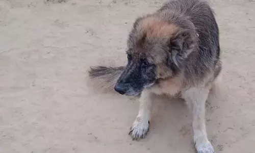 डाग स्क्वायड में तैनात ओली के निधन पर पुलिस विभाग में शोक, अब तक किए ये बड़े काम डाग स्क्वायड में तैनात ओली के निधन पर पुलिस विभाग में शोक, अब तक किए ये बड़े काम