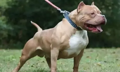 यूपी में पिटबुल समेत इन नस्लों के कुत्तों को पालने पर लगेगी रोक यूपी में पिटबुल समेत इन नस्लों के कुत्तों को पालने पर लगेगी रोक