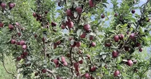 हिमाचल में पहली बार किलो के हिसाब से बिकेगा किन्नौरी सेब