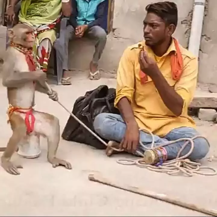 बंदर चला ससुराल बंदरिया को लाने, देखिए हंसी से लोटपोट कर देने वाला कॉमेडी वीडियो