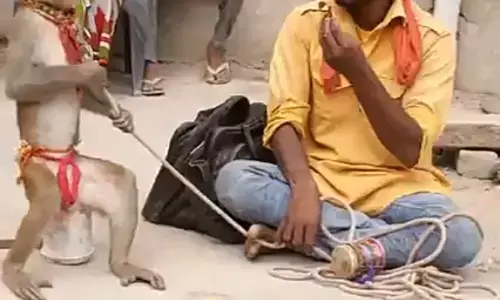 बंदर चला ससुराल बंदरिया को लाने, देखिए हंसी से लोटपोट कर देने वाला कॉमेडी वीडियो बंदर चला ससुराल बंदरिया को लाने, देखिए हंसी से लोटपोट कर देने वाला कॉमेडी वीडियो