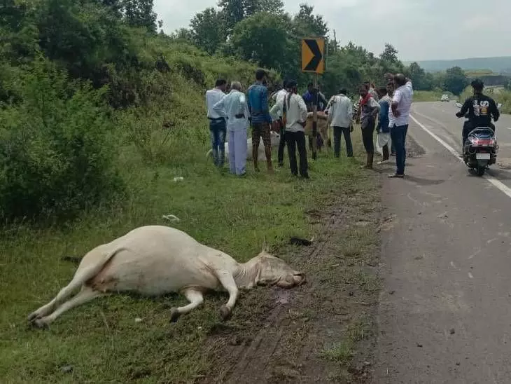 कार ने गाय को मारी टक्कर मौके पर मौत, आरोपियों की गिरफ्तारी न होने पर समाजसेवी ने किया जमकर हंगामा