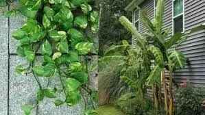 हम इंसानो की तरह पेड-पौधे भी लेते है सांस ,जानिए एक सच्ची घटना के बारे मे हम इंसानो की तरह पेड-पौधे भी लेते है सांस ,जानिए एक सच्ची घटना के बारे मे