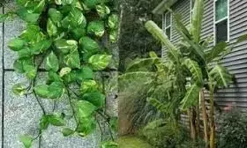 हम इंसानो की तरह पेड-पौधे भी लेते है सांस ,जानिए एक सच्ची घटना के बारे मे हम इंसानो की तरह पेड-पौधे भी लेते है सांस ,जानिए एक सच्ची घटना के बारे मे