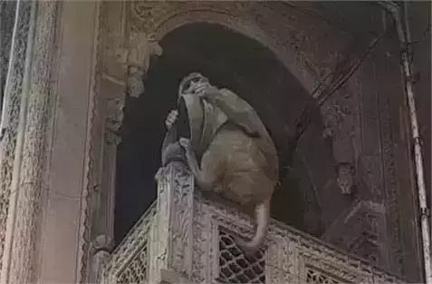 ड्यूटी के दौरान दरोगा की  टोपी लेकर फरार हो गया बंदर ,जानिए क्या है पूरा मामला ड्यूटी के दौरान दरोगा की  टोपी लेकर फरार हो गया बंदर ,जानिए क्या है पूरा मामला