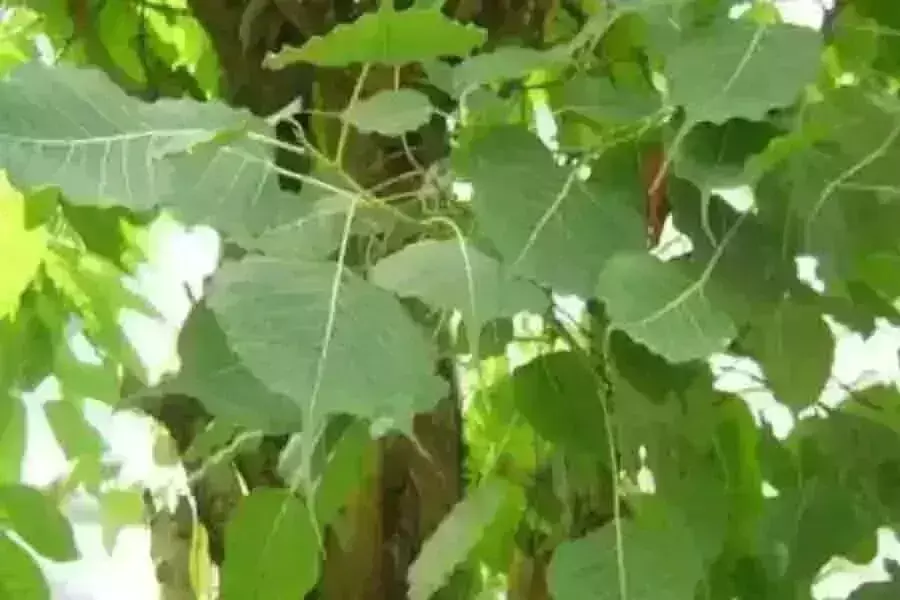 हिन्दू धर्म मे क्यों होती है पीपल के ब्रक्ष की पूजा जानिए ,धर्म शास्त्र के अनुसार हिन्दू धर्म मे क्यों होती है पीपल के ब्रक्ष की पूजा जानिए ,धर्म शास्त्र के अनुसार
