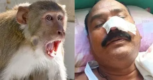 बंदरों का थाने पर हमला, हेड कांस्टेबल की नाक काटी तो आरक्षक का पैर