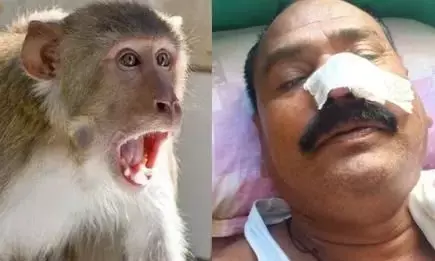 बंदरों का थाने पर हमला, हेड कांस्टेबल की नाक काटी तो आरक्षक का पैर बंदरों का थाने पर हमला, हेड कांस्टेबल की नाक काटी तो आरक्षक का पैर