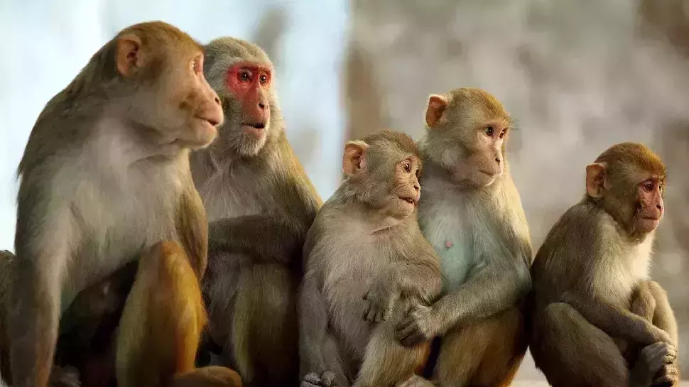 बदायूं में 7 बंदरो की बांधकर की गई निर्मम हत्या