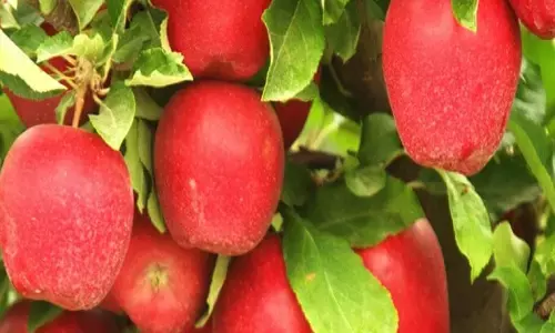 कारपोरेट कैसे भारतीय कृषि में घुसकर खुली लूट मचाएगा यह जानना चाहते हैं तो यह पोस्ट पढ़ लीजिए कारपोरेट कैसे भारतीय कृषि में घुसकर खुली लूट मचाएगा यह जानना चाहते हैं तो यह पोस्ट पढ़ लीजिए