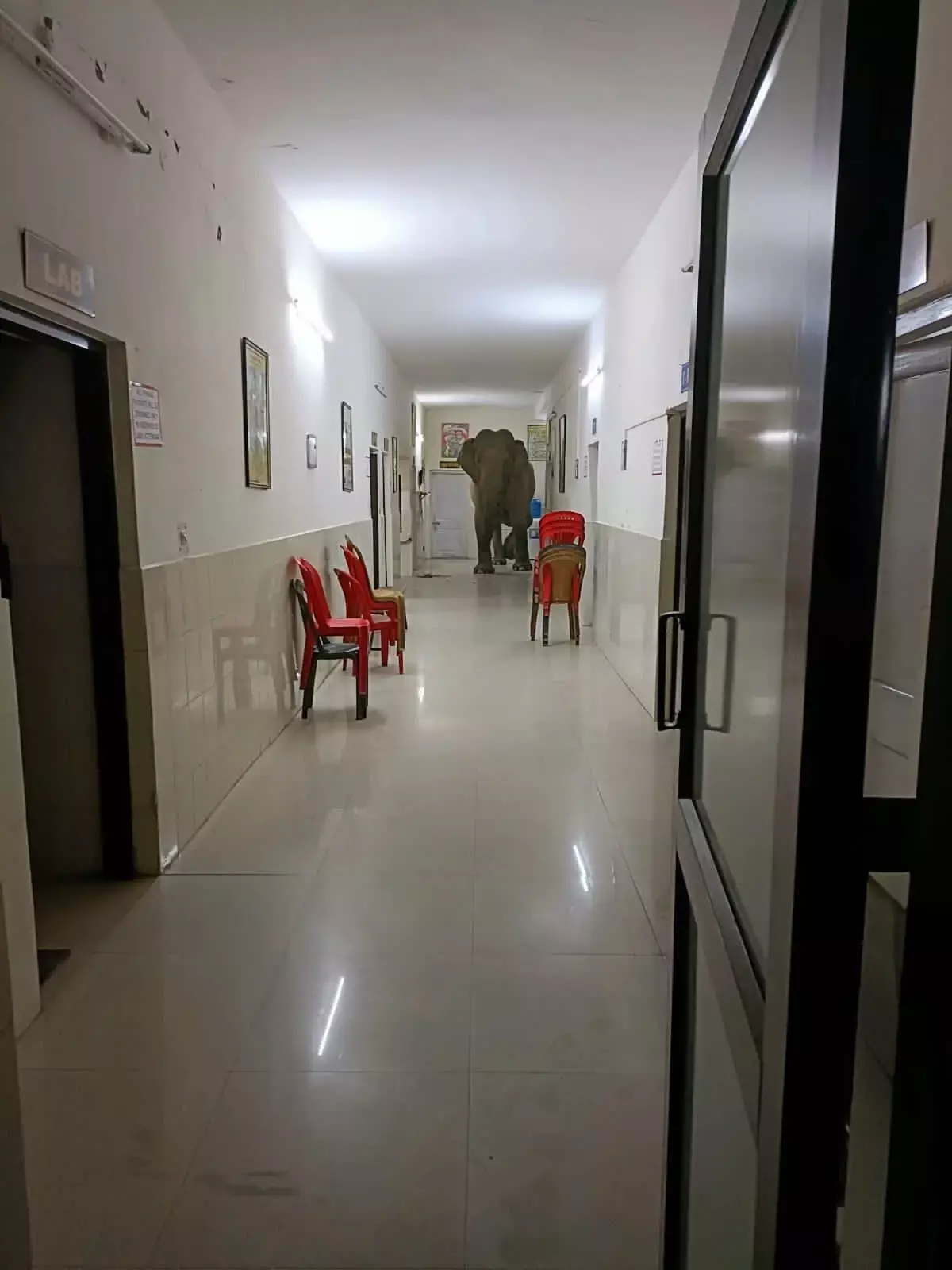 अस्पताल का निरीक्षण करने पहुंचे गजराज,तो मरीजो की थम गई सांसे वीडियो सोशलमीडिया पर वायरल अस्पताल का निरीक्षण करने पहुंचे गजराज,तो मरीजो की थम गई सांसे वीडियो सोशलमीडिया पर वायरल