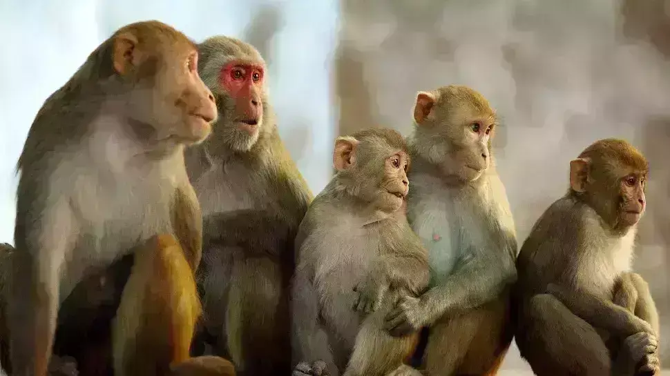 बदायूं में 7 बंदरो की बांधकर की गई निर्मम हत्या बदायूं में 7 बंदरो की बांधकर की गई निर्मम हत्या