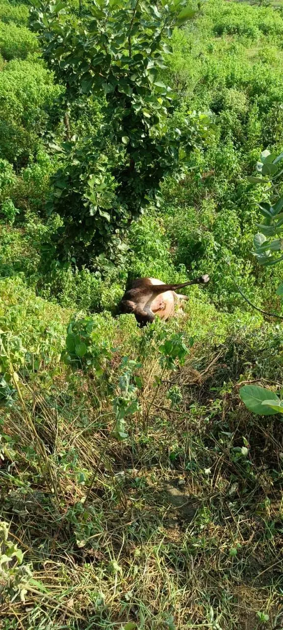 गौ माता के शव घसीटने का मामला, ट्रैक्टर से घसीट कर ले जाने पर खतेगांव पुलिस ने किया दो लोगों पर प्रकरण दर्ज,