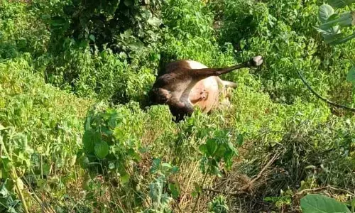 गौ माता के शव घसीटने का मामला, ट्रैक्टर से घसीट कर ले जाने पर खतेगांव पुलिस ने किया दो लोगों पर प्रकरण दर्ज, गौ माता के शव घसीटने का मामला, ट्रैक्टर से घसीट कर ले जाने पर खतेगांव पुलिस ने किया दो लोगों पर प्रकरण दर्ज,