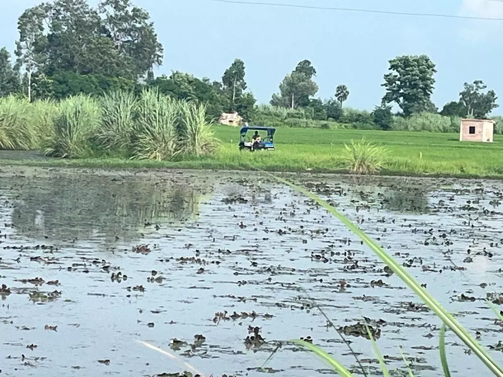 भ्रष्ट अधिकारियों के सामने यहां के किसान आत्महत्या के लिए मजबूर, बिना शासनादेश व नोटिस के ट्रैक्टर चलवा कर खेत में खड़ी धान की फसल को तहस-नहस कर दिया