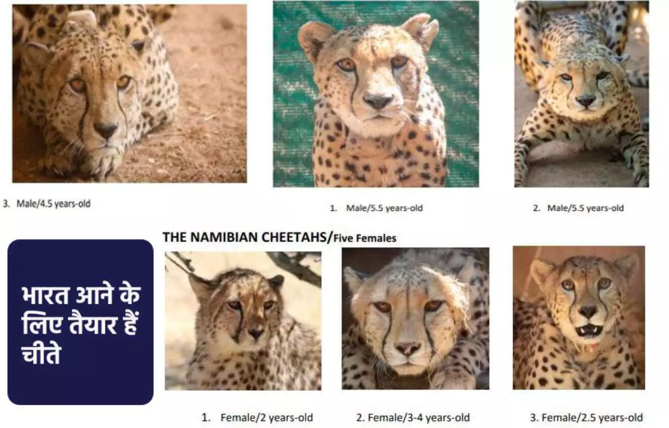 Cheetahs in India : नामीबिया से भारत आने वाले 8 चीतों के बारे में रोचक तथ्य, जानें- मध्य प्रदेश के Kuno National Park को ही क्यों चुना गया? Cheetahs in India : नामीबिया से भारत आने वाले 8 चीतों के बारे में रोचक तथ्य, जानें- मध्य प्रदेश के Kuno National Park को ही क्यों चुना गया?