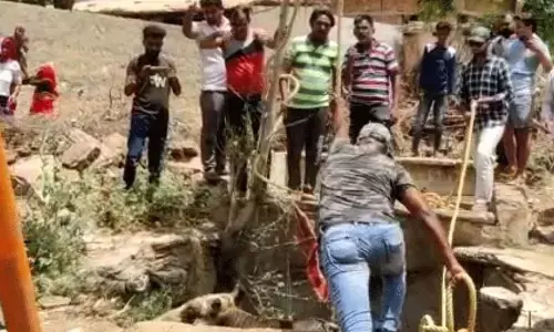 औरैया कुएं में गिरे सांड का सफल रेस्क्यू औरैया कुएं में गिरे सांड का सफल रेस्क्यू