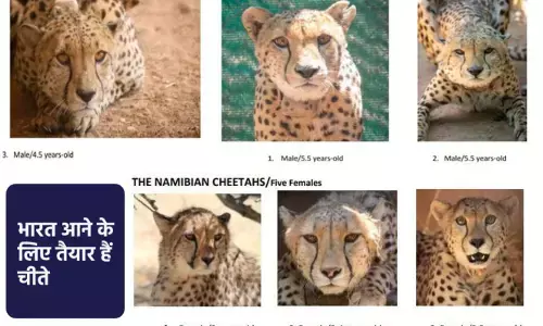 Cheetahs in India : नामीबिया से भारत आने वाले 8 चीतों के बारे में रोचक तथ्य, जानें- मध्य प्रदेश के Kuno National Park को ही क्यों चुना गया? Cheetahs in India : नामीबिया से भारत आने वाले 8 चीतों के बारे में रोचक तथ्य, जानें- मध्य प्रदेश के Kuno National Park को ही क्यों चुना गया?