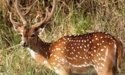 कुनों में चीतों के पसंदीदा भोजन के लिए जंगल में छोड़े गए 181 चीतल, खाली पेट आ रहे हैं चीते कुनों में चीतों के पसंदीदा भोजन के लिए जंगल में छोड़े गए 181 चीतल, खाली पेट आ रहे हैं चीते