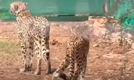 पहले दिन चीतों ने किया भैंसे के मीट का नाश्ता, तीन दिन से भूखे थे