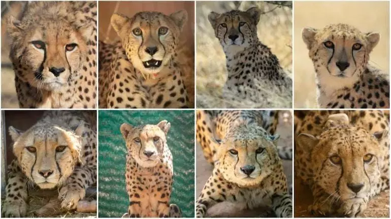 Cheetah : इन नामों से पुकारे जाएंगे नामीबिया से भारत आए 8 चीते, PM मोदी ने भी दिया एक को नाम