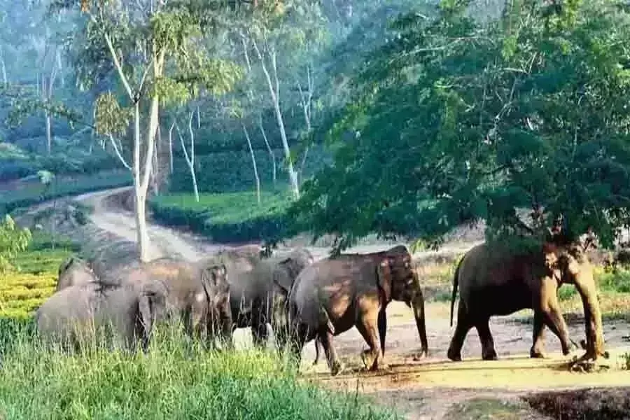 पीलीभीत में हाथियों के हमले रोकने के लिए टाइगर रिजर्व के आसपास गांव मे होगा मधुमक्खी पालन