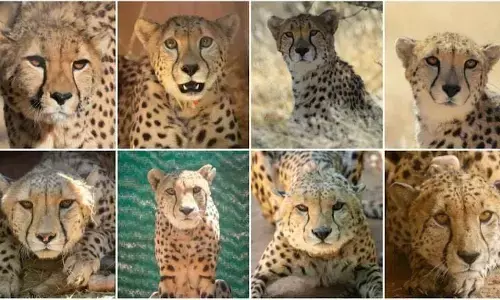 Cheetah : इन नामों से पुकारे जाएंगे नामीबिया से भारत आए 8 चीते, PM मोदी ने भी दिया एक को नाम