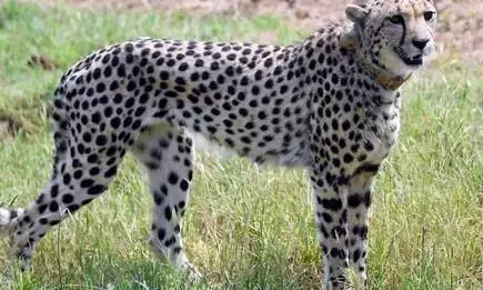 मोदी ने क्यों रखा मादा चीता का नाम आशा?  जानें इसे रखने का कारण मोदी ने क्यों रखा मादा चीता का नाम आशा?  जानें इसे रखने का कारण