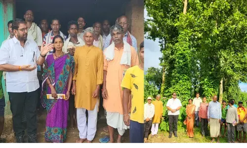 chhattisgarh , chhattisgarh news, pepper cultivation, how to grow black pepper, when to plant black pepper, black pepper market chhattisgarh , chhattisgarh news, pepper cultivation, how to grow black pepper, when to plant black pepper, black pepper market