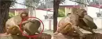 हरदोई मे बन्दरो के आतंक से परेशान है पुलिस वाले,सिपाही और दरोगा की टोपी लेकर भागा हरदोई मे बन्दरो के आतंक से परेशान है पुलिस वाले,सिपाही और दरोगा की टोपी लेकर भागा