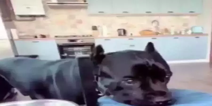 कुत्ते ने पानी पीने के बाद मुंह पोछते हुए वीडियो वायरल