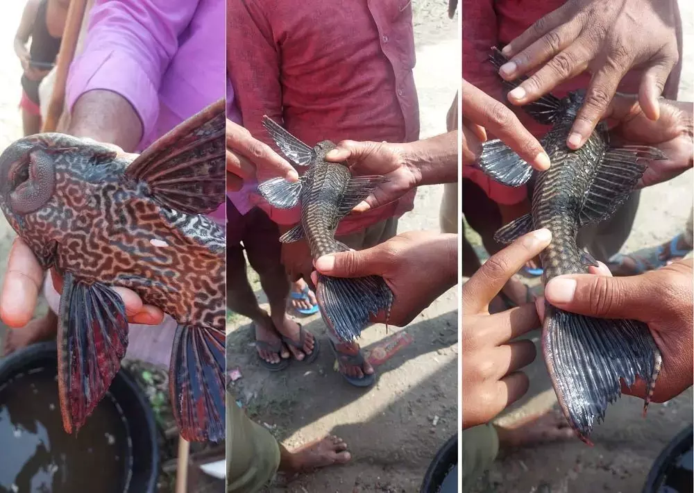 जाल में फंसी ऐसी मछली कि चौंक गया मछुआरा, और फिर देखने को उमड़ पड़ी भीड़ जाल में फंसी ऐसी मछली कि चौंक गया मछुआरा, और फिर देखने को उमड़ पड़ी भीड़