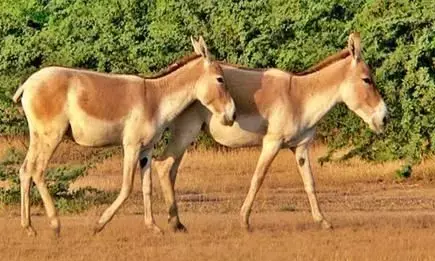 अब आएंगे गधों के अच्छे दिन, उनकी पंसदीदा चीजों पर 6 करोड़ रुपये खर्च किए जाएंगे